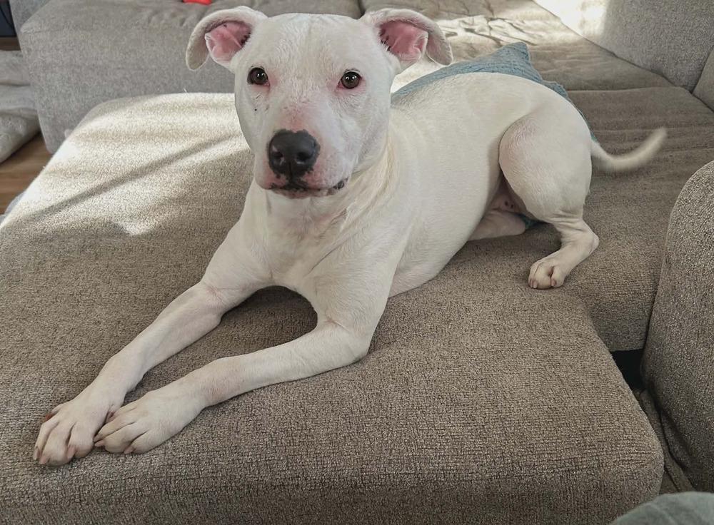 Pandora, a Adoptable Terrier in Grove City, OH image 4/5