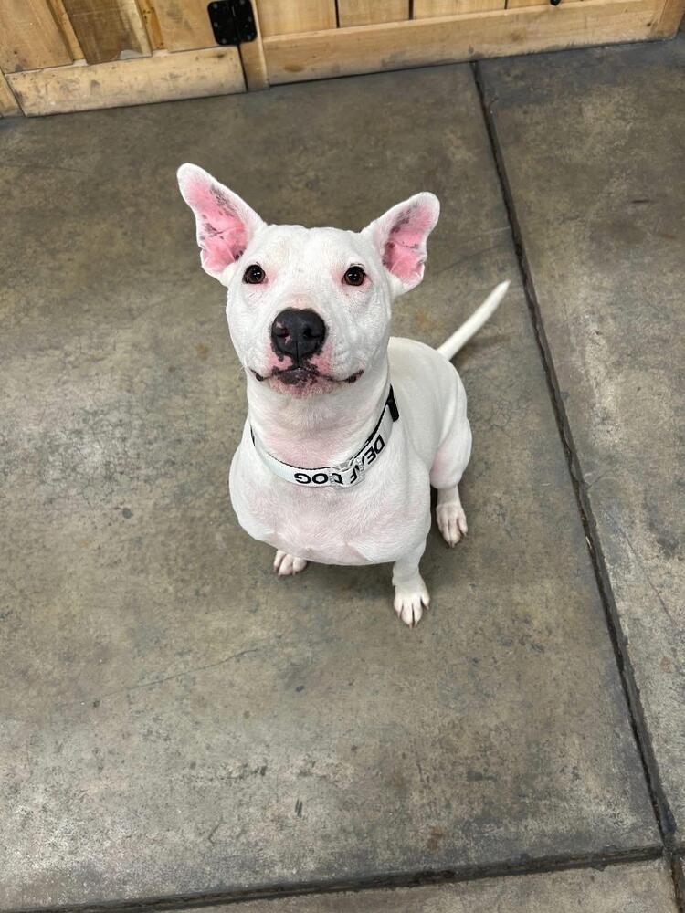 Pandora, a Adoptable Terrier in Grove City, OH image 5/5