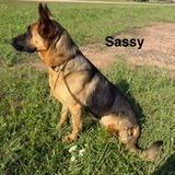 Sassy, Adoptable, Adult Female German Shepherd Dog.