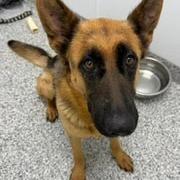 Enlarge Sassy, a Adoptable German Shepherd Dog in Kingman, KS image 2/5