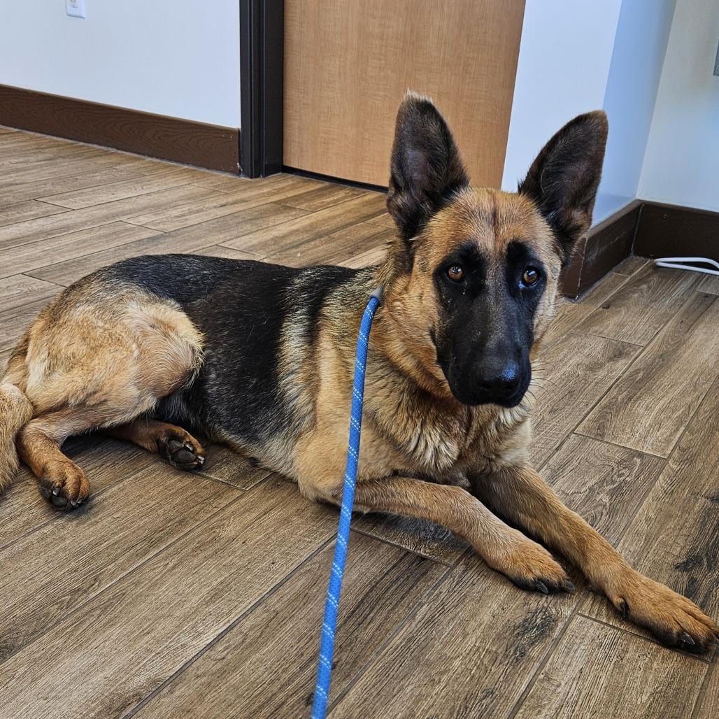 Enlarge Sassy, a Adoptable German Shepherd Dog in Kingman, KS image 3/5