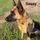 Enlarge Sassy, a Adoptable German Shepherd Dog in Kingman, KS image 4/5