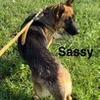 Enlarge Sassy, a Adoptable German Shepherd Dog in Kingman, KS image 5/5