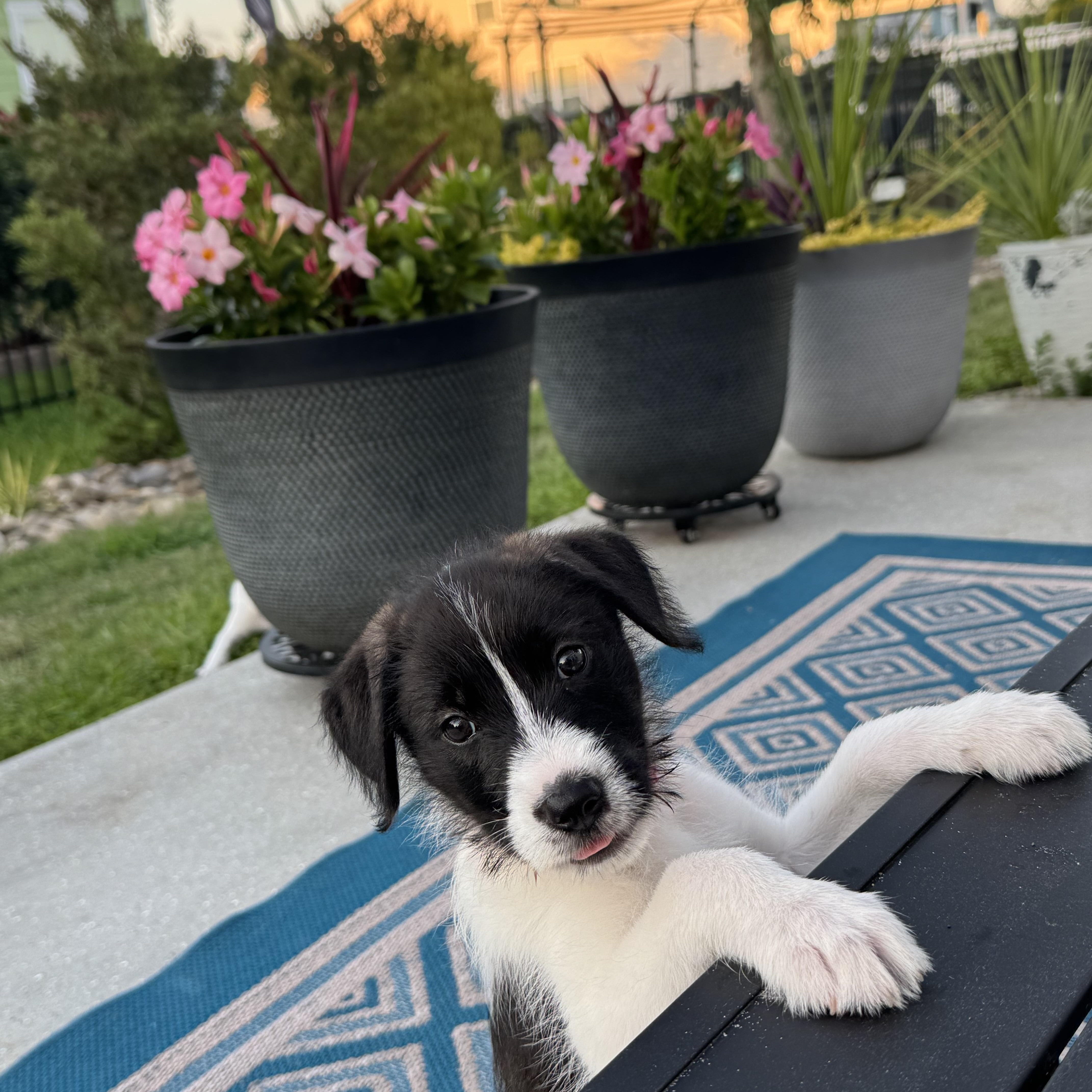 June, ADOPTABLE, Puppy Female Mixed Breed.