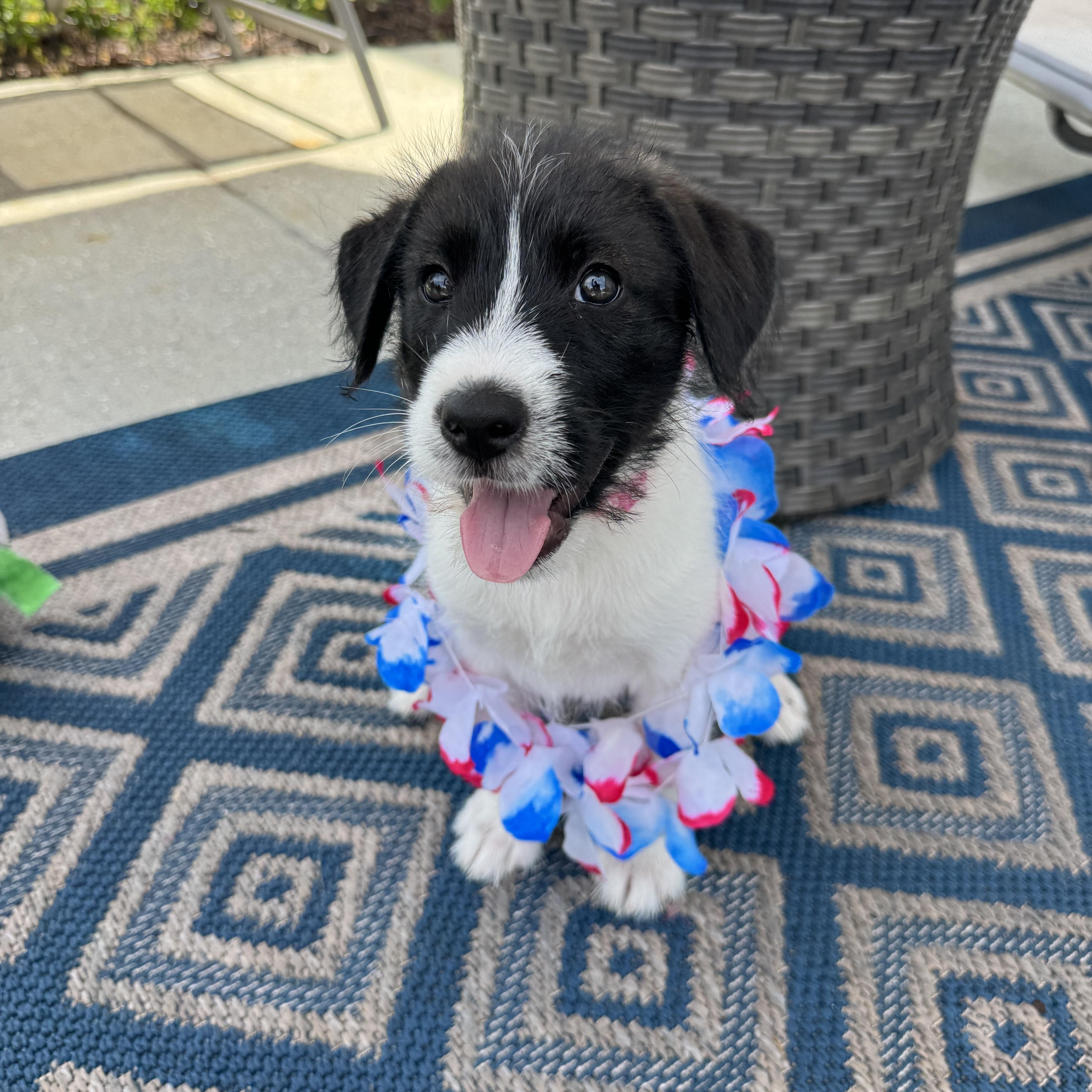 Enlarge June, a ADOPTABLE Mixed Breed in MYRTLE BEACH, SC image 2/2