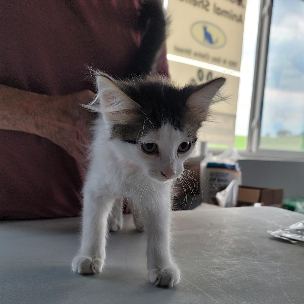 Skidder, a Adoptable Domestic Short Hair in Mondovi, WI image 2/6