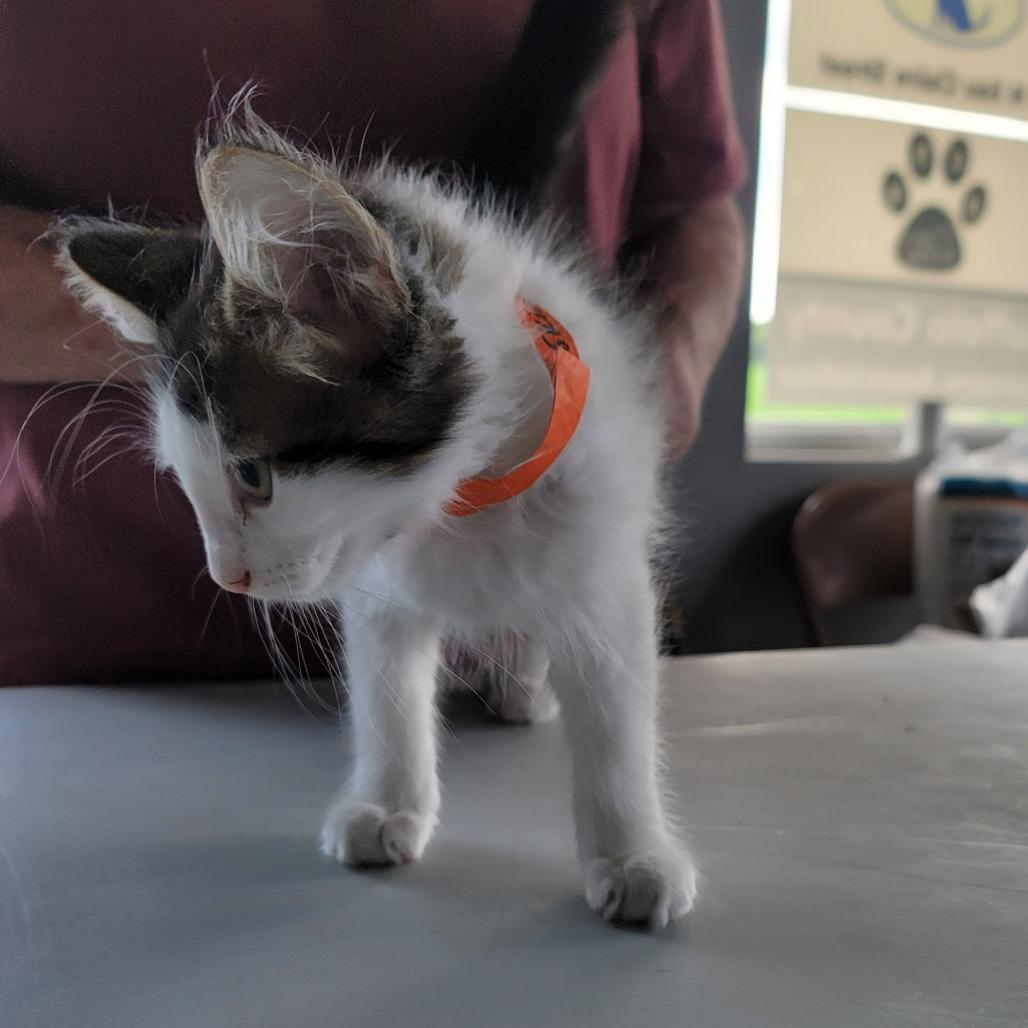 Skidder, a Adoptable Domestic Short Hair in Mondovi, WI image 3/6