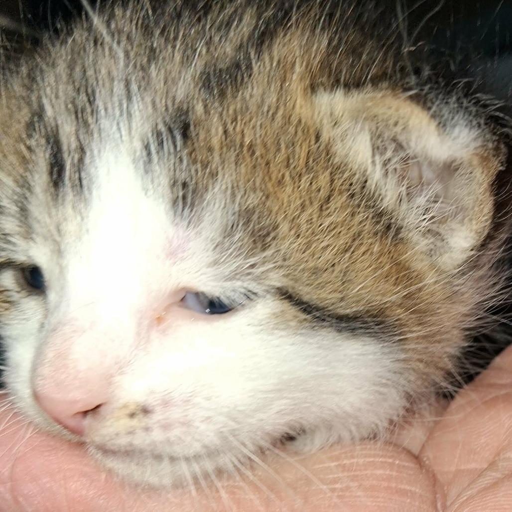 Skidder, a Adoptable Domestic Short Hair in Mondovi, WI image 4/6