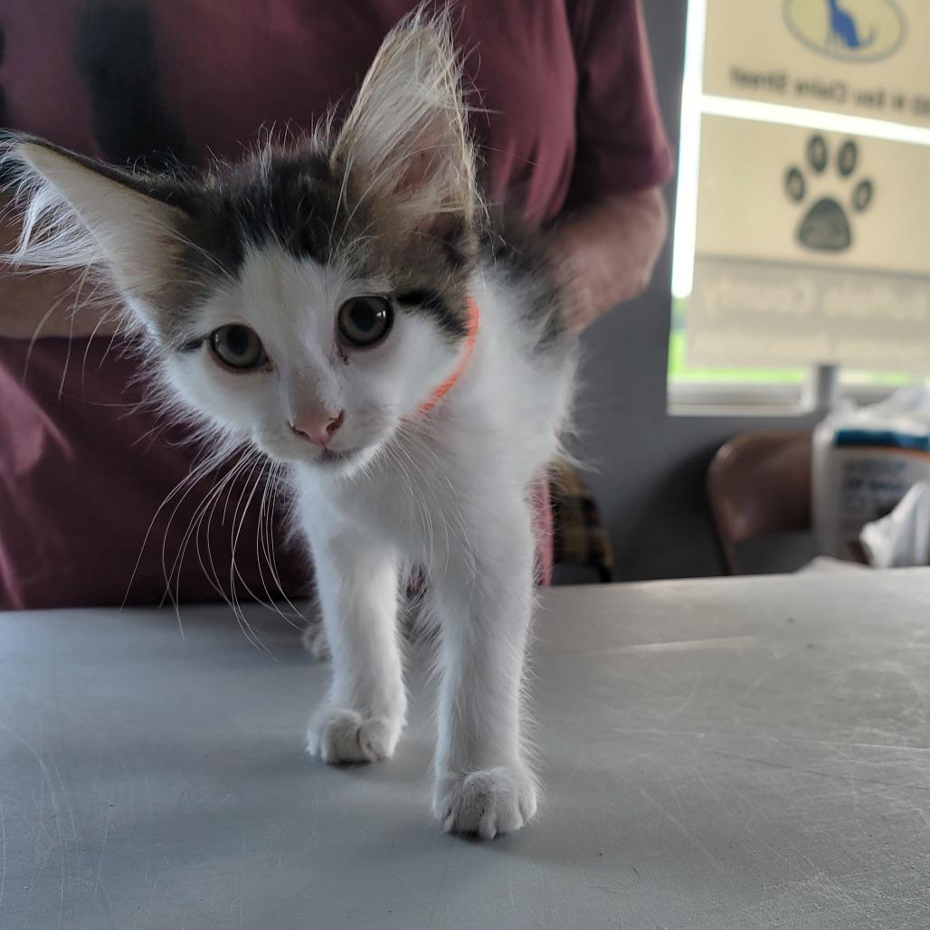 Skidder, a Adoptable Domestic Short Hair in Mondovi, WI image 5/6