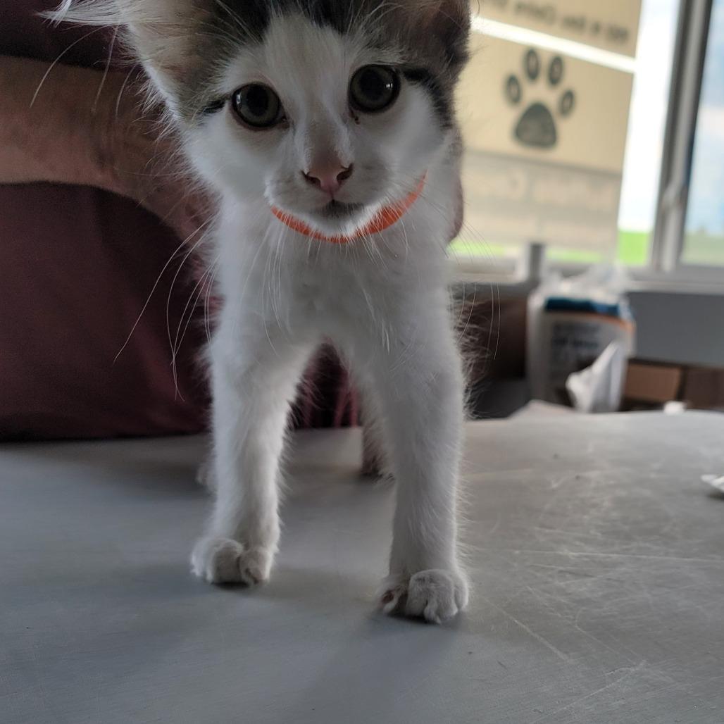 Skidder, a Adoptable Domestic Short Hair in Mondovi, WI image 6/6