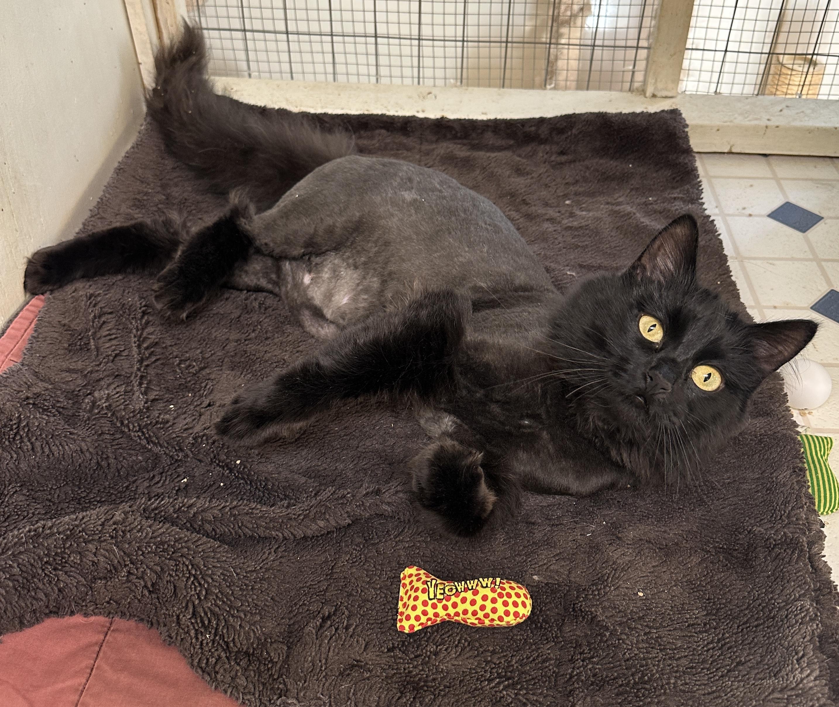 Hannah, Adopted, Adult Female Domestic Long Hair.