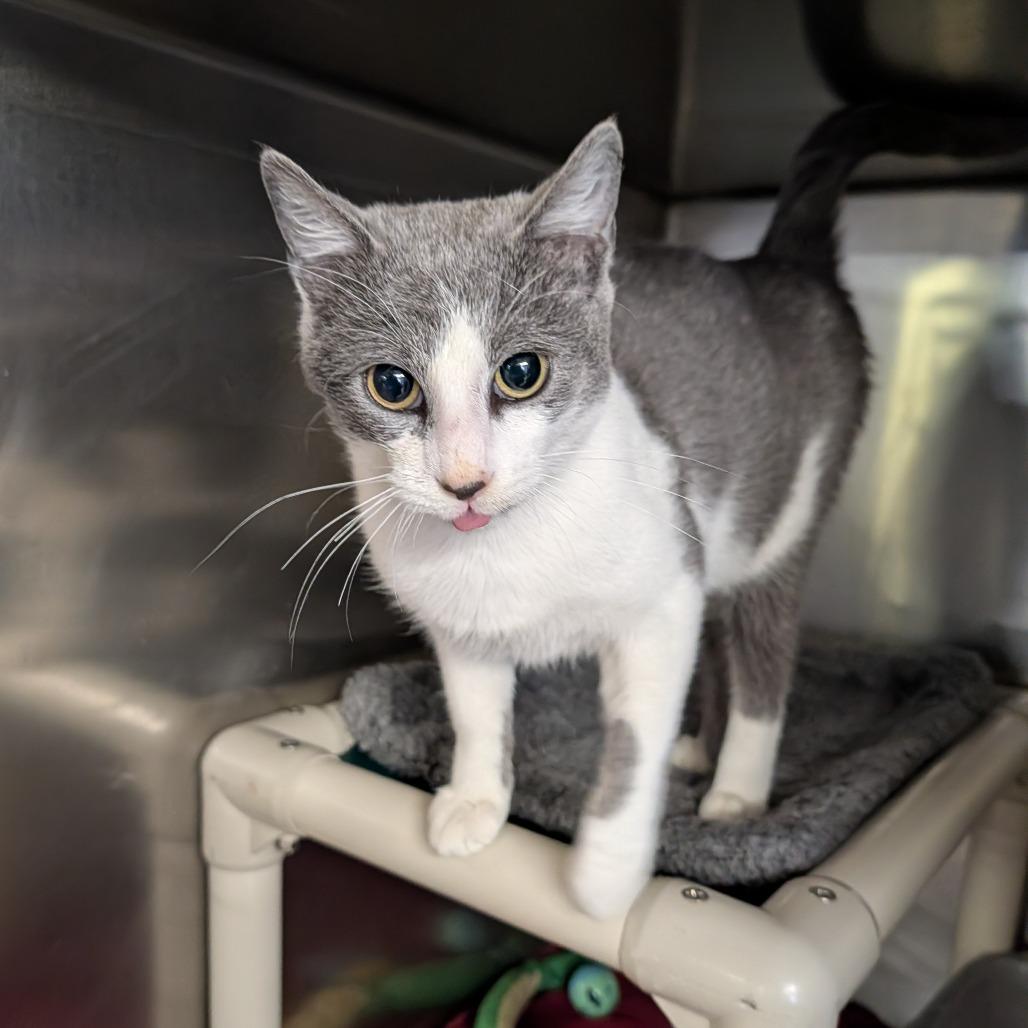 Enlarge Gilmore, an adopted Domestic Short Hair in Cape Girardeau, MO image 2/2