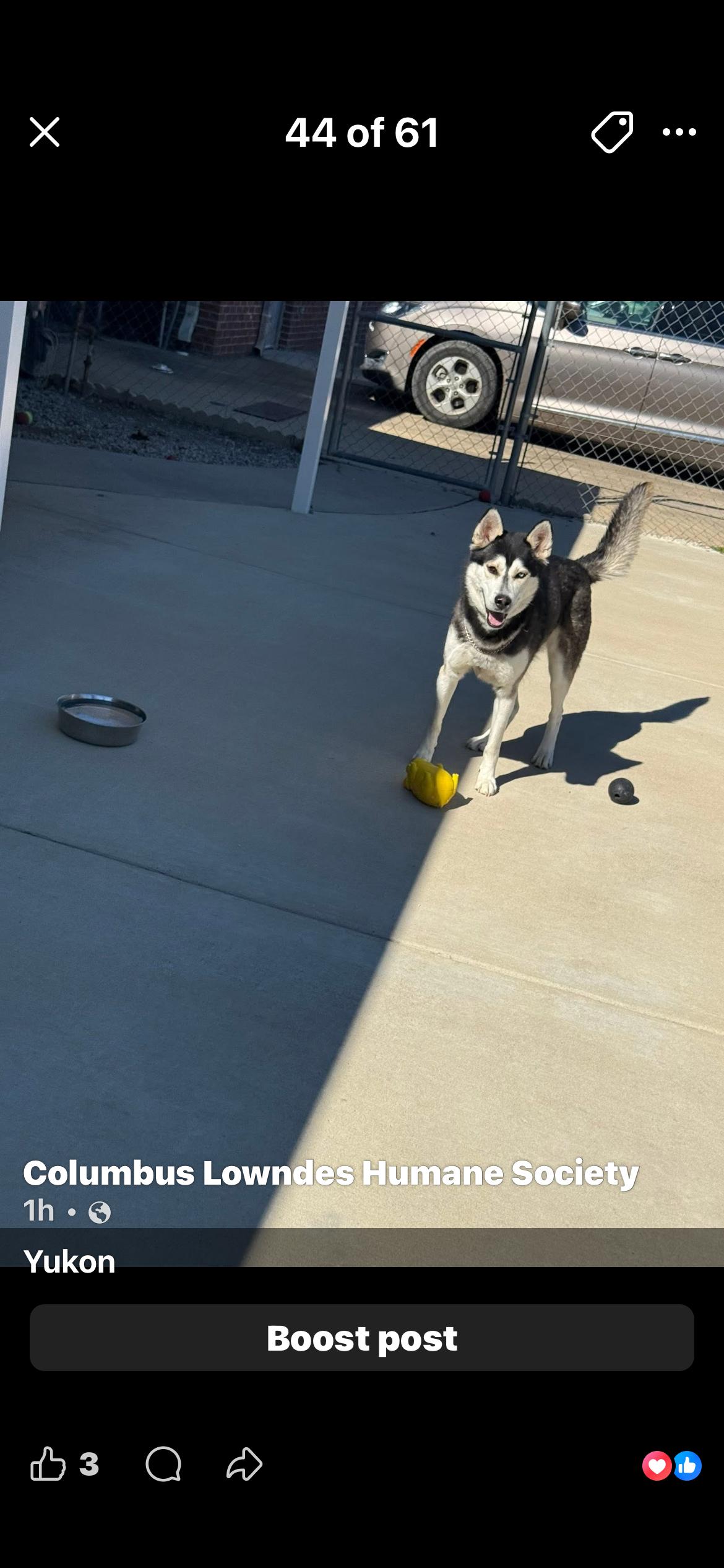 Yukon, ADOPTABLE, Adult Male Husky.