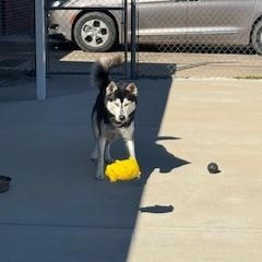 Enlarge Yukon, a ADOPTABLE Husky in Columbus, MS image 2/2
