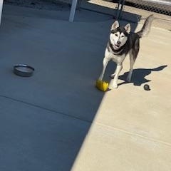 Yukon, ADOPTABLE, Adult Male Husky.