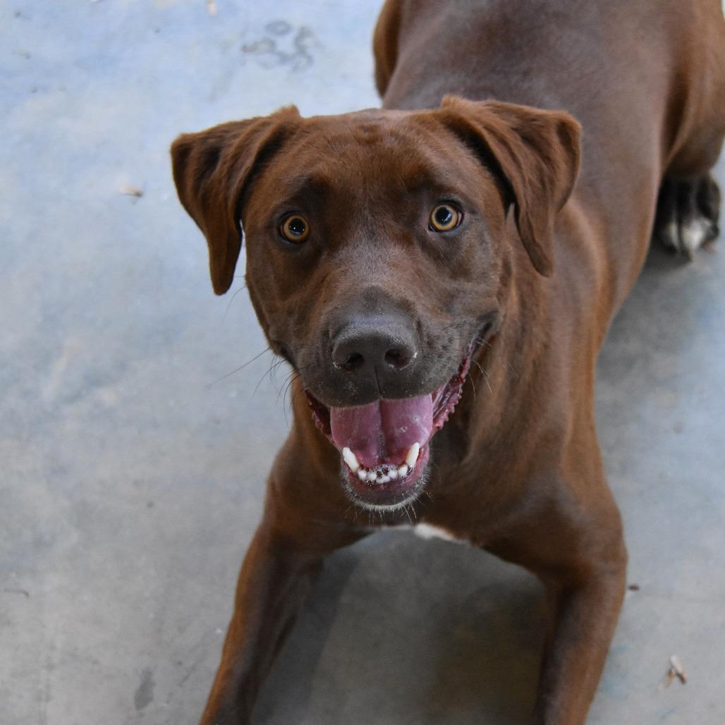 Enlarge Remi, a Adoptable mixed breed in Columbus, NC image 1/6
