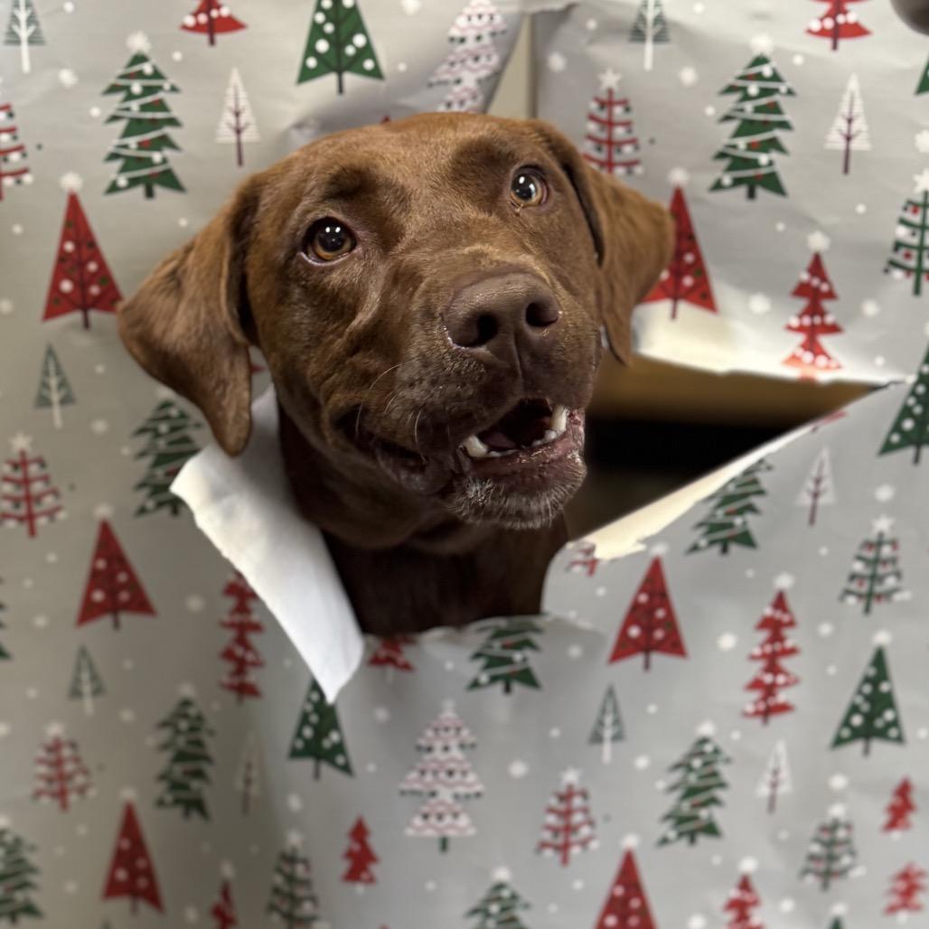 Enlarge Remi, a Adoptable mixed breed in Columbus, NC image 2/6