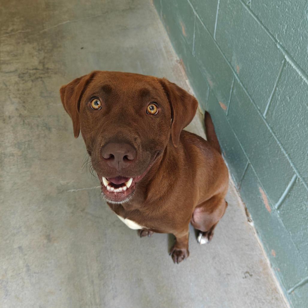 Enlarge Remi, a Adoptable mixed breed in Columbus, NC image 3/6