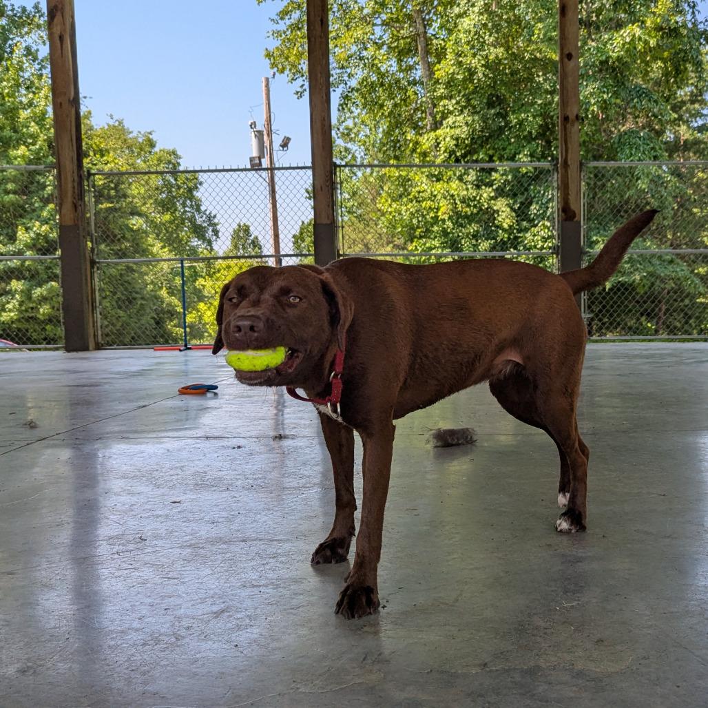 Enlarge Remi, a Adoptable mixed breed in Columbus, NC image 4/6