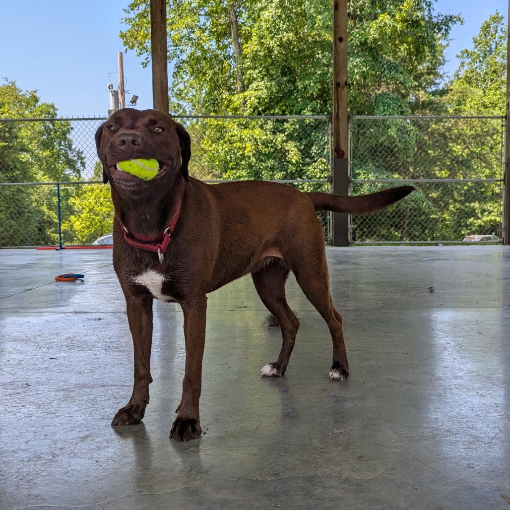 Enlarge Remi, a Adoptable mixed breed in Columbus, NC image 5/6