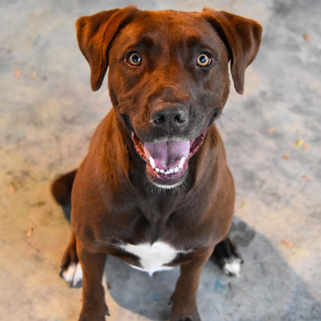 Enlarge Remi, a Adoptable mixed breed in Columbus, NC image 6/6