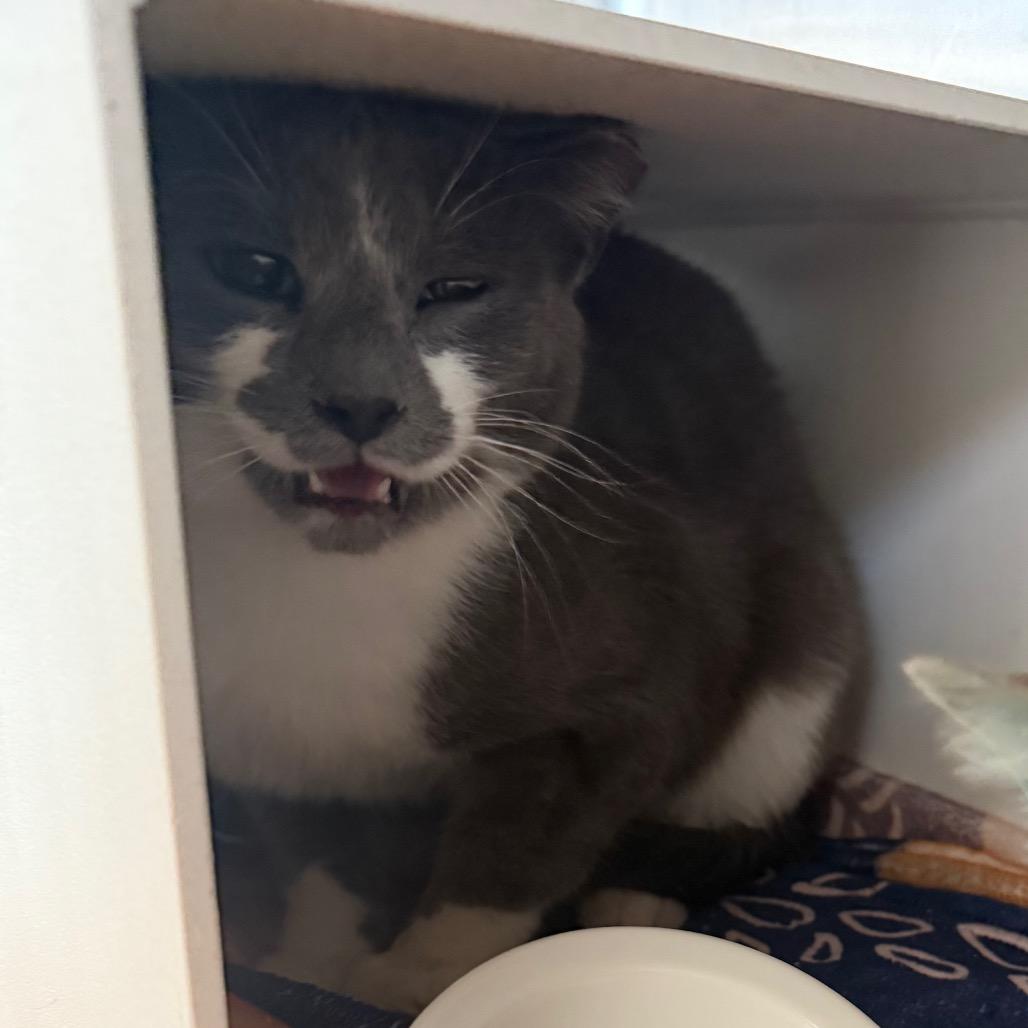 George, a Adoptable Domestic Short Hair in Cedaredge, CO image 1/2