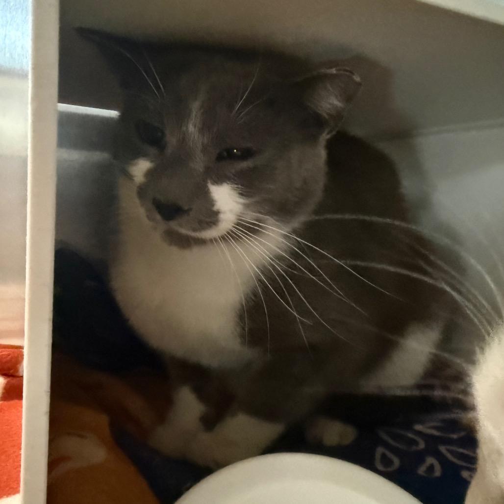 George, a Adoptable Domestic Short Hair in Cedaredge, CO image 2/2