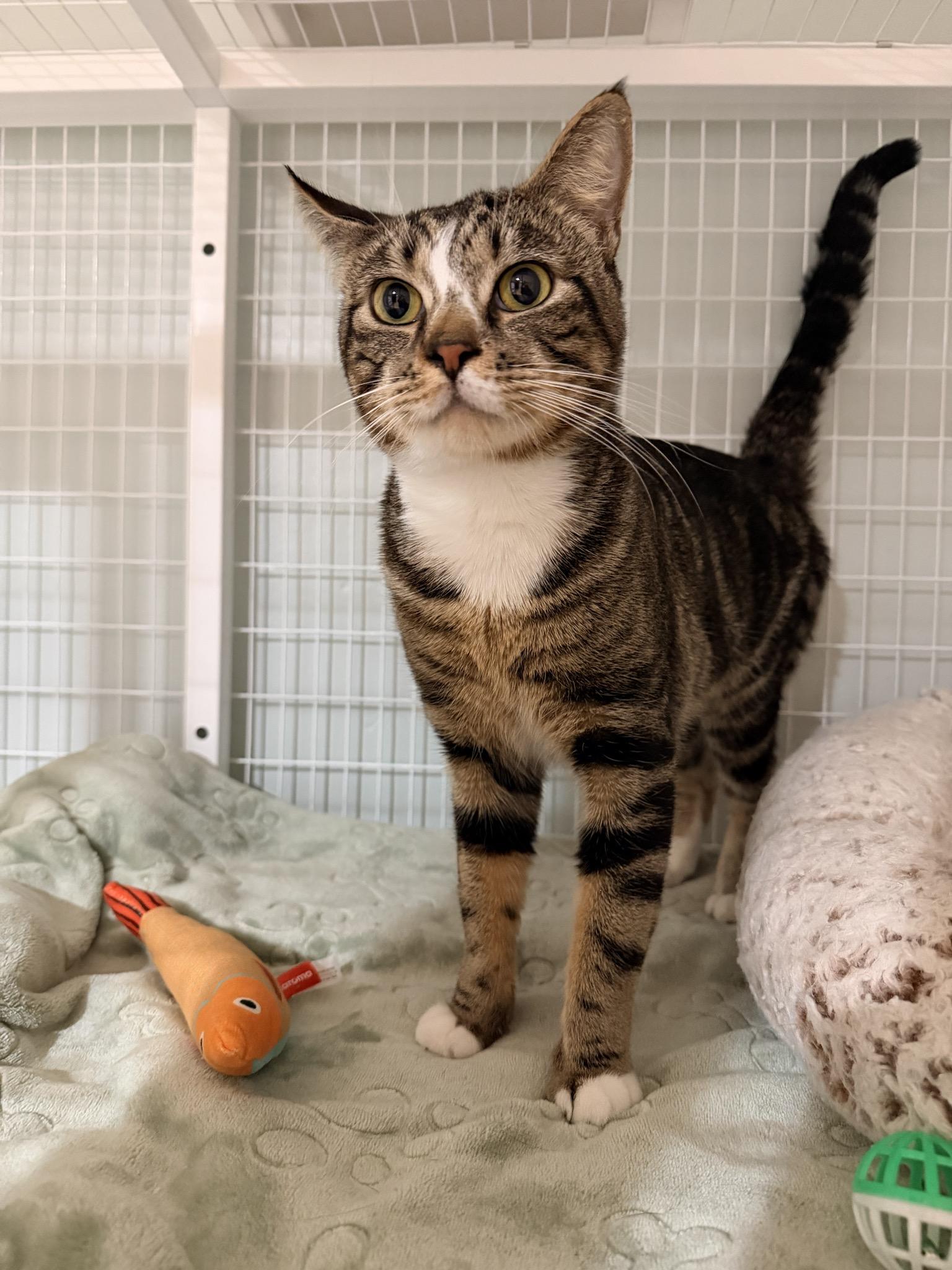 Enlarge Rowdy, a ADOPTABLE Domestic Short Hair in Suffolk, VA image 4/4