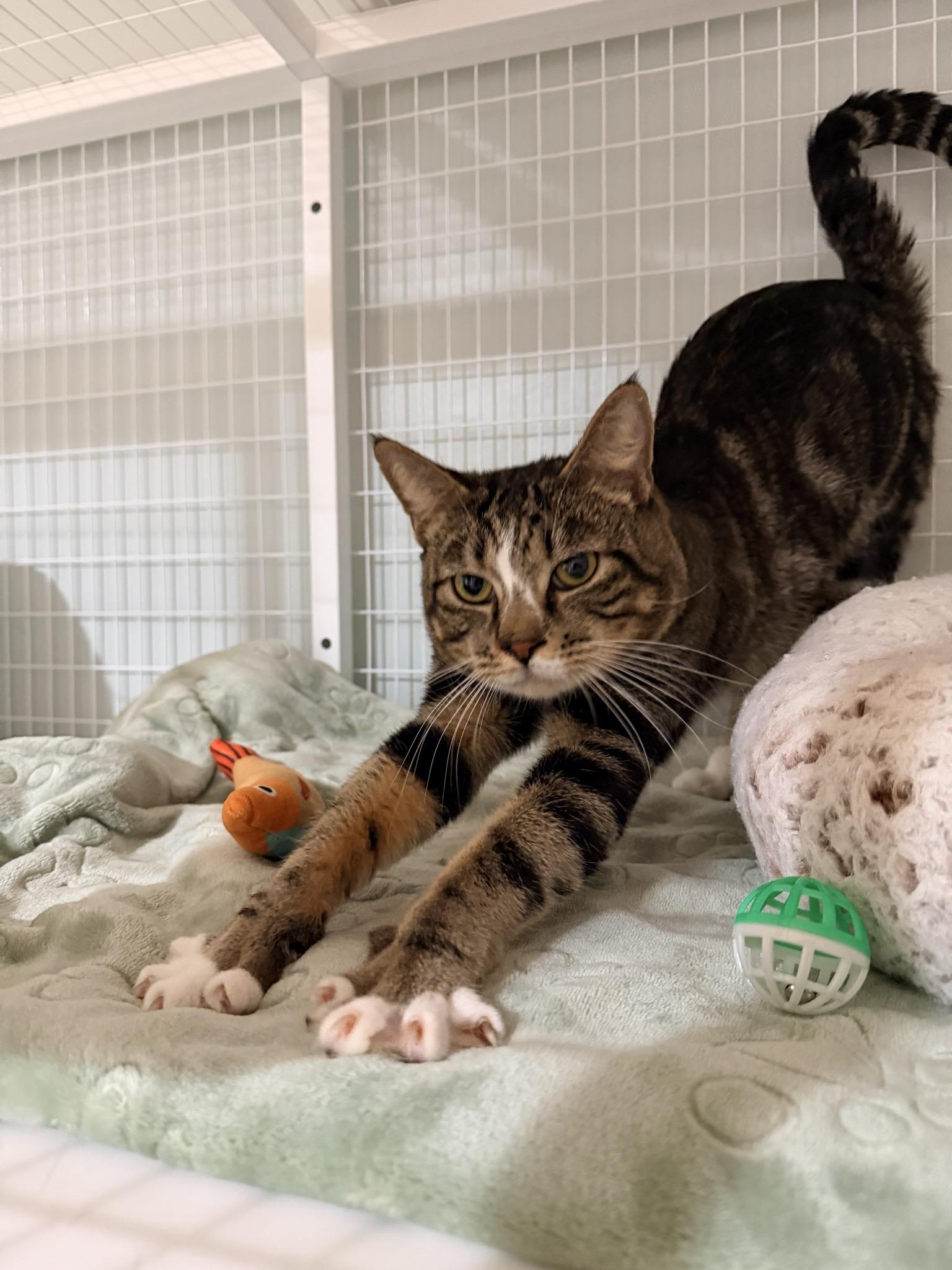 Enlarge Rowdy, a ADOPTABLE Domestic Short Hair in Suffolk, VA image 3/4