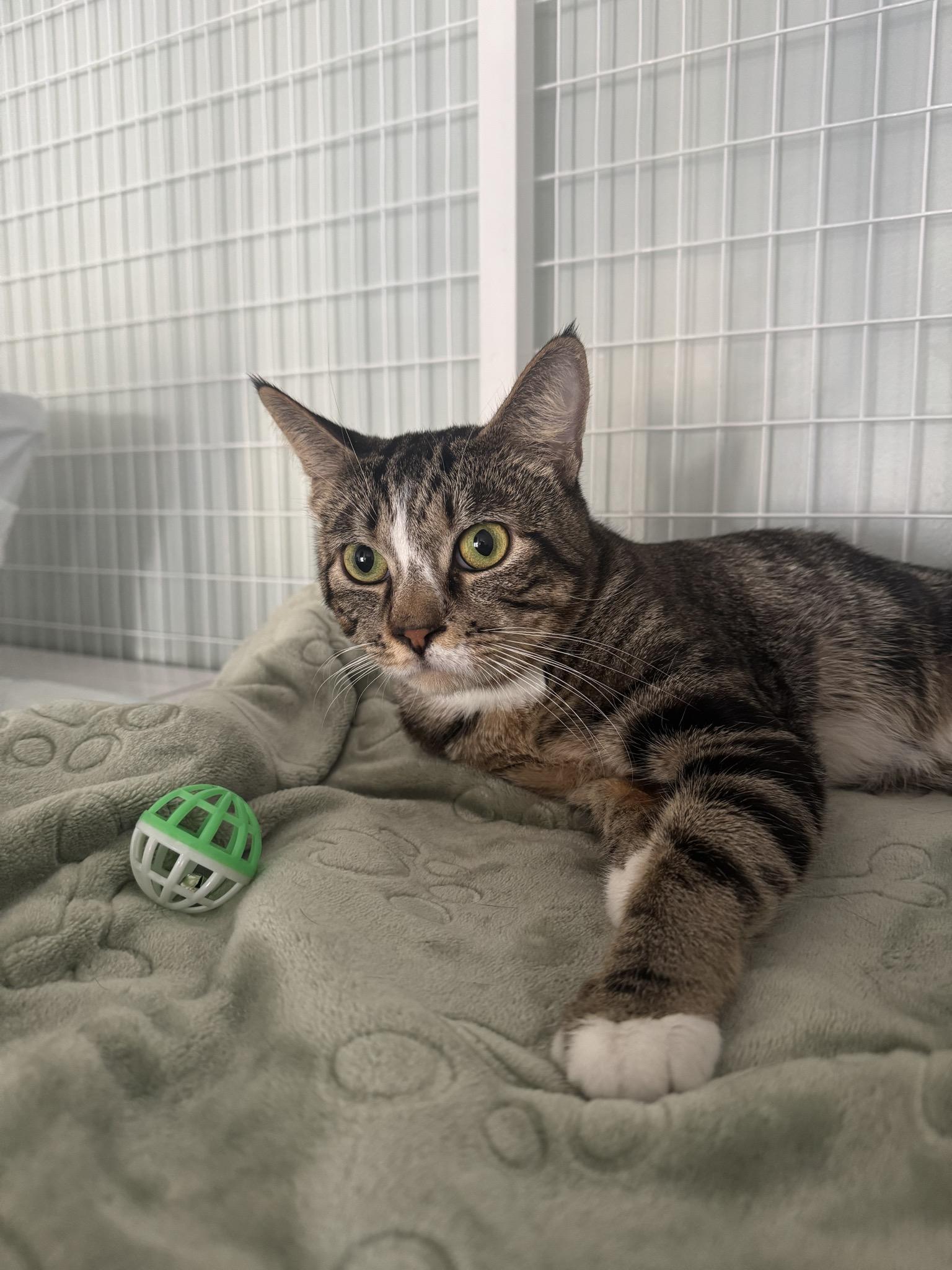 Rowdy — thumbnail 4