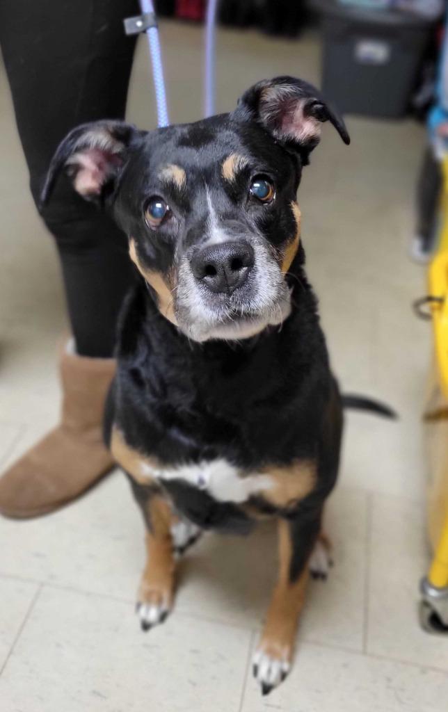 Straight Talk, Adoptable, Adult Female Boxer & Mixed Breed.