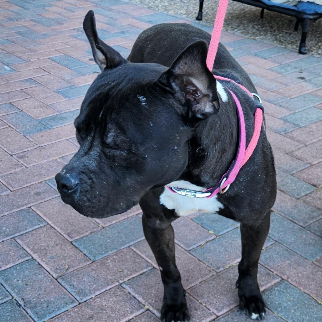 Enlarge Mamas A1378451, a Adoptable Pit Bull Terrier in Las Vegas, NV image 2/3