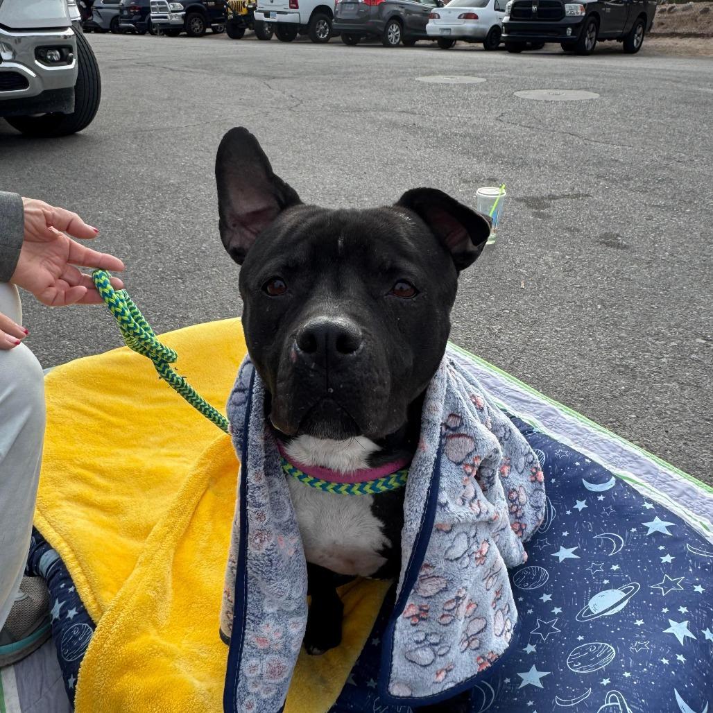 Enlarge Mamas A1378451, a Adoptable Pit Bull Terrier in Las Vegas, NV image 3/3