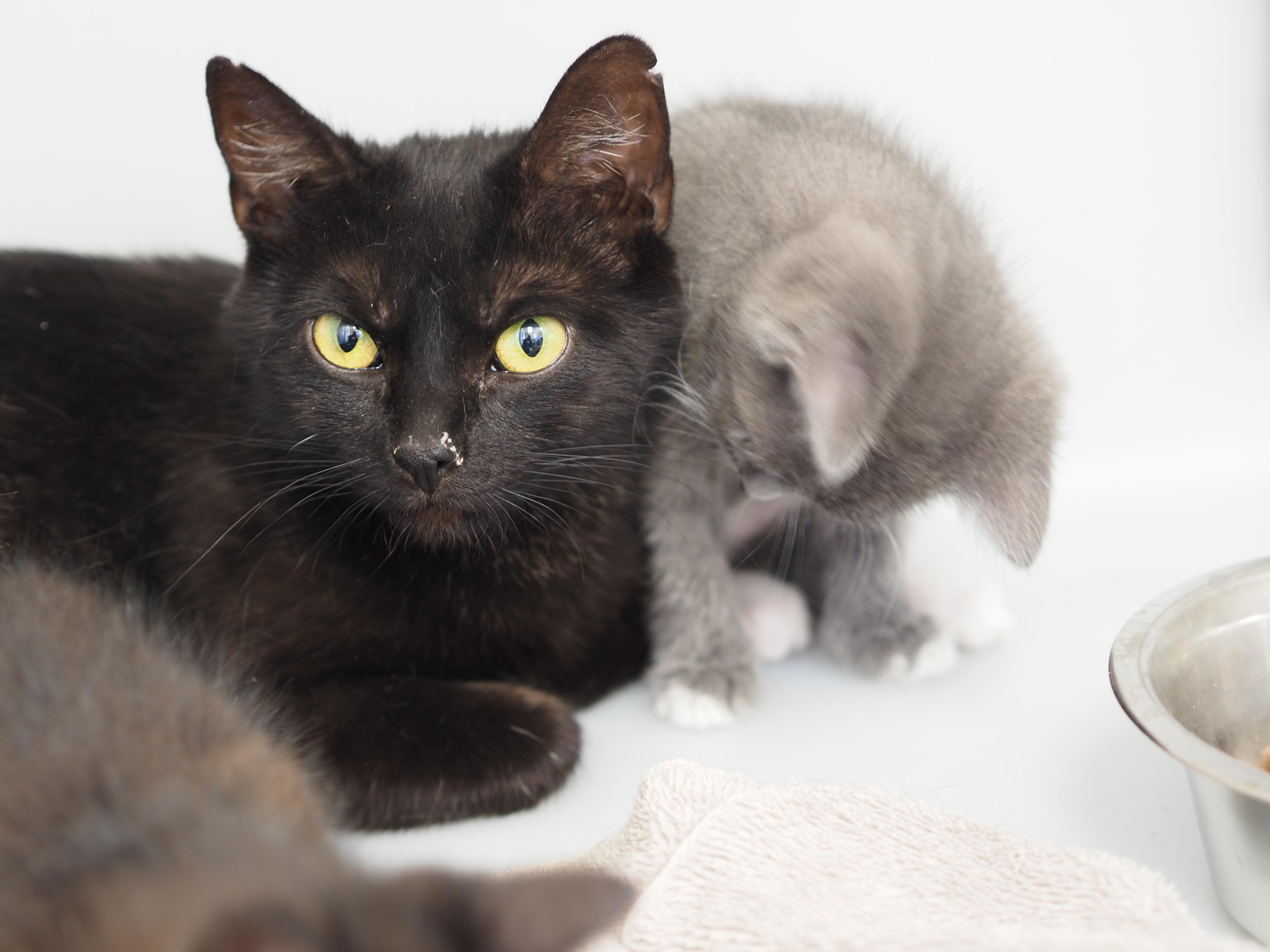 Enlarge Wafer, a ADOPTABLE Domestic Short Hair in Buena Vista, CO image 3/3