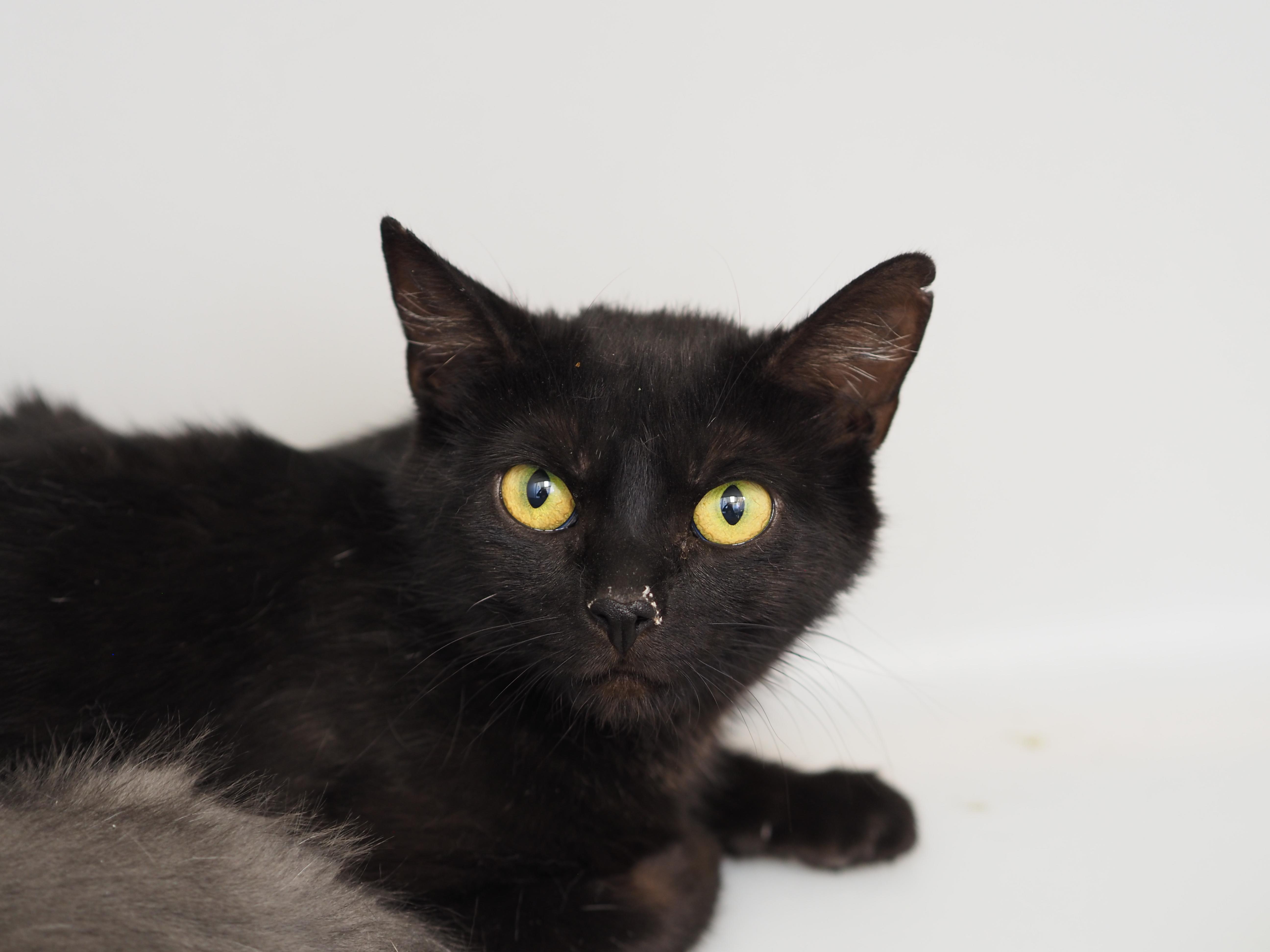 Wafer, ADOPTABLE, Adult Female Domestic Short Hair.