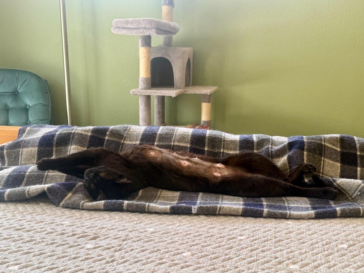 Enlarge Wafer, a ADOPTABLE Domestic Short Hair in Buena Vista, CO image 2/3
