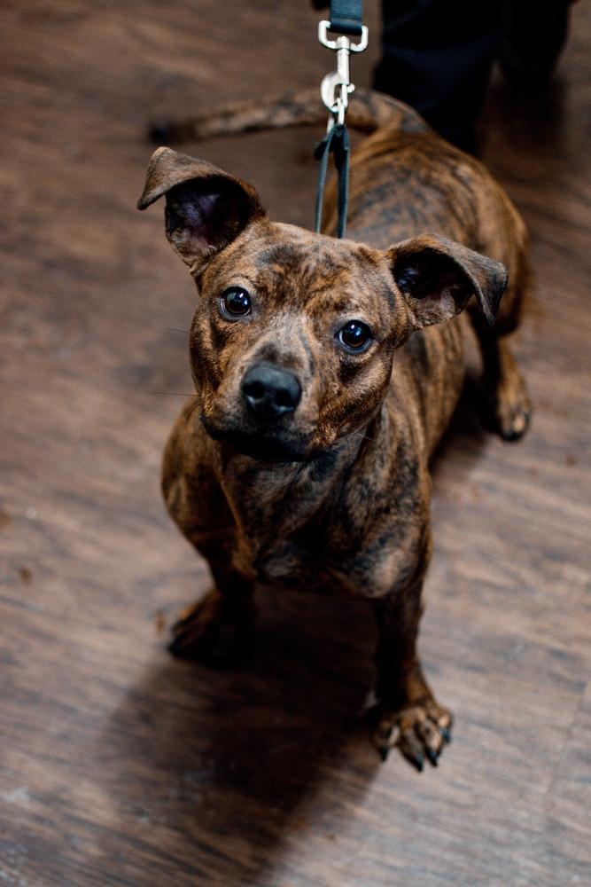 Sparky, Adoptable, Young Male Pit Bull Terrier & Dachshund.