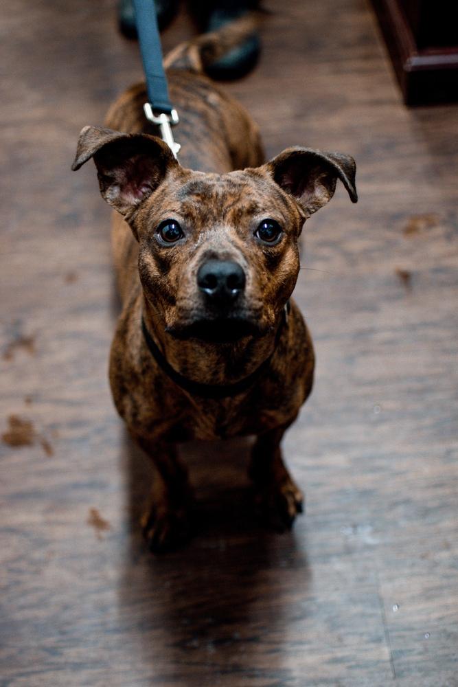 Enlarge Sparky, a Adoptable mixed breed in Frankfort, NY image 2/3