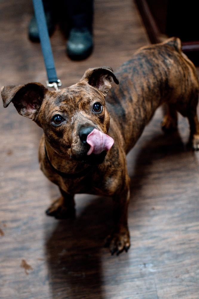 Enlarge Sparky, a Adoptable mixed breed in Frankfort, NY image 3/3