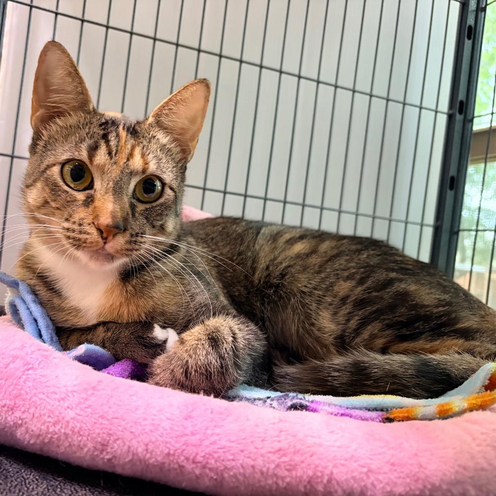 Enlarge Miranda, a Adoptable mixed breed in Magnolia, TX image 1/1