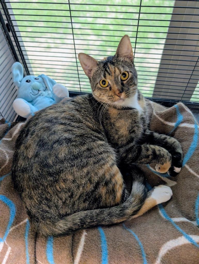 Enlarge Miranda, a Adoptable mixed breed in Magnolia, TX image 2/2