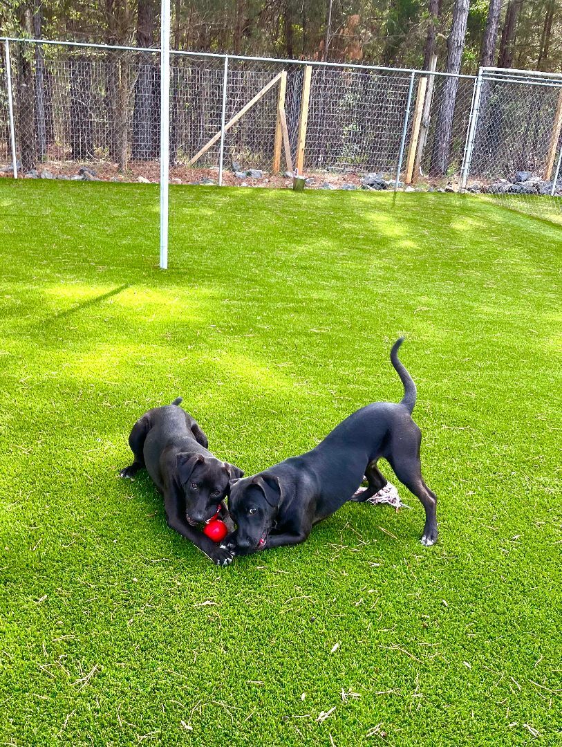 Sesame, Young Male Black Labrador Retriever