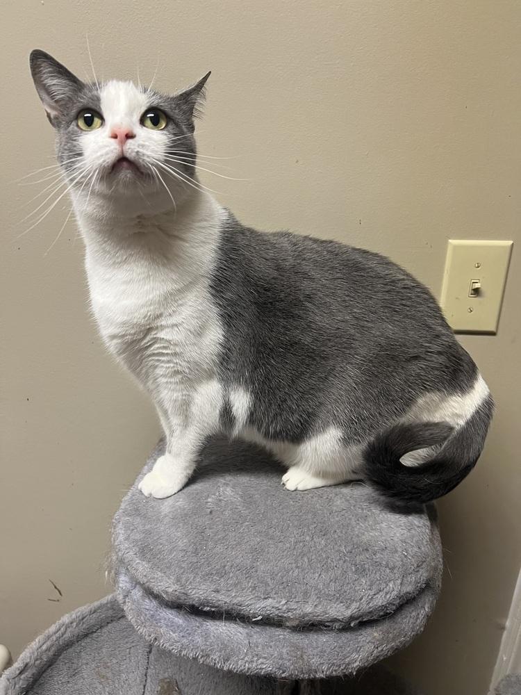 STERLING, Adoptable, Adult Female Domestic Short Hair.