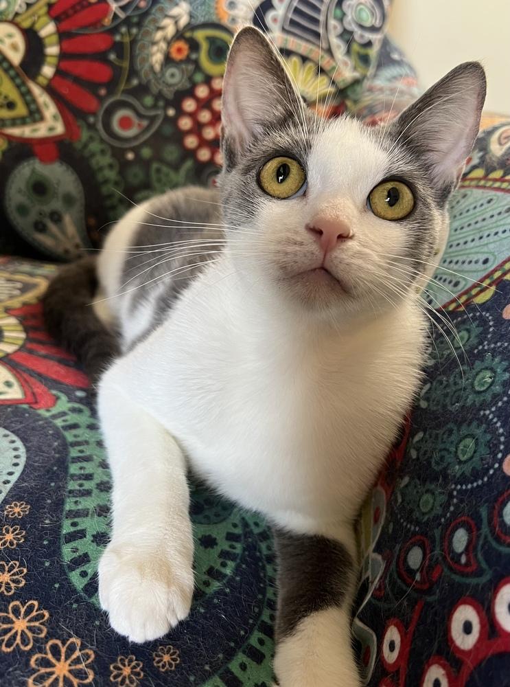 STERLING-born august ‘22-need kitty friend, a Adoptable Domestic Short Hair in Burlington, NC image 2/6