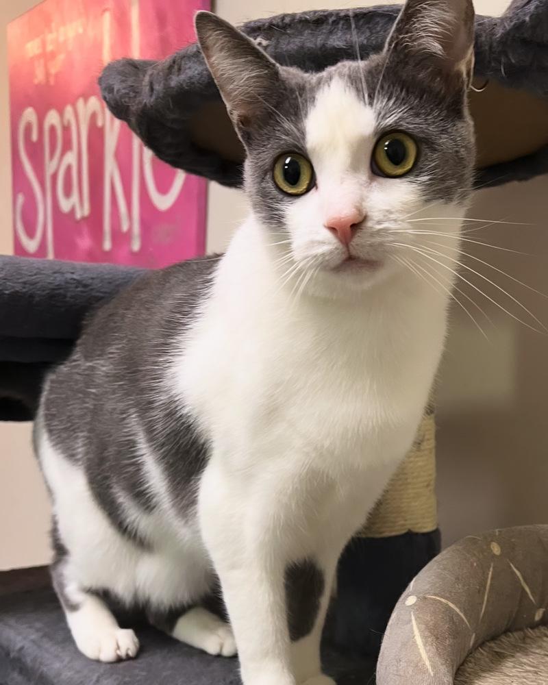 STERLING-born august ‘22-need kitty friend, a Adoptable Domestic Short Hair in Burlington, NC image 3/6