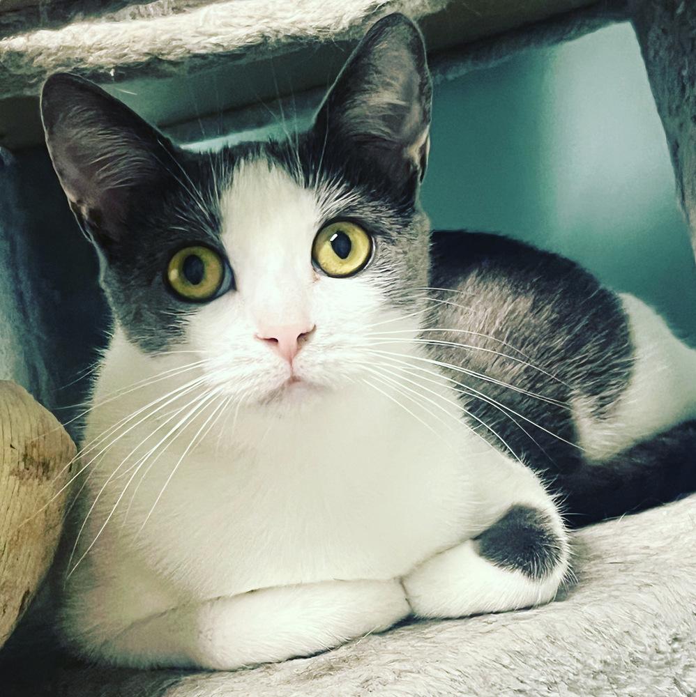 STERLING-born august ‘22-need kitty friend, a Adoptable Domestic Short Hair in Burlington, NC image 4/6