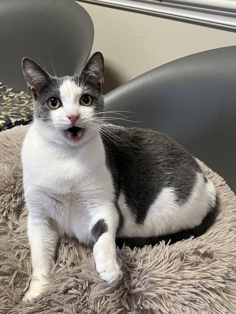 STERLING-born august ‘22-need kitty friend, a Adoptable Domestic Short Hair in Burlington, NC image 5/6