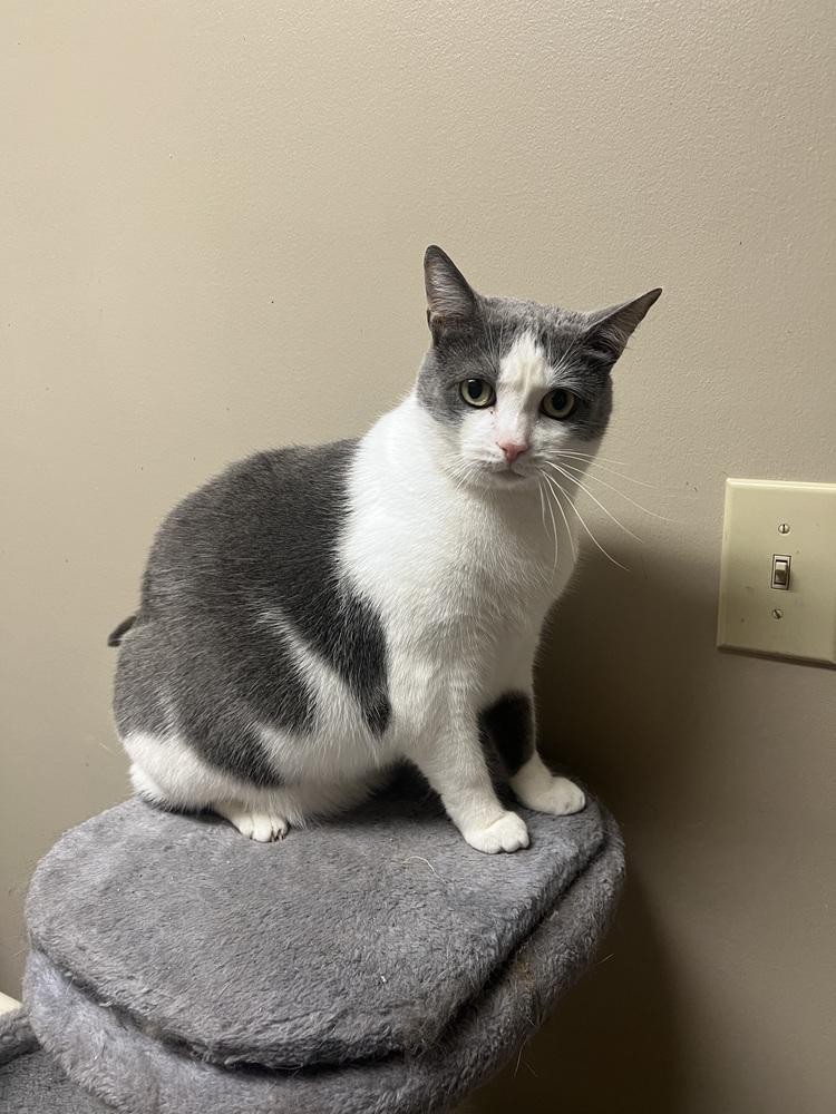 Enlarge STERLING, a Adoptable Domestic Short Hair in Burlington, NC image 2/4