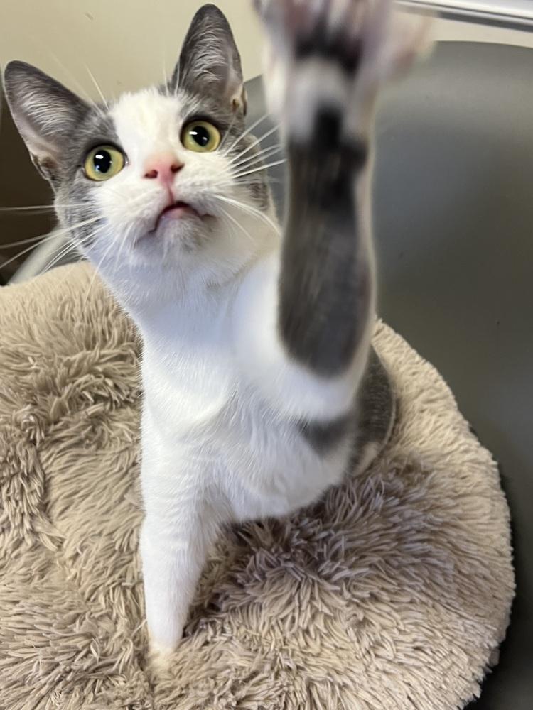 STERLING-born august ‘22-need kitty friend, a Adoptable Domestic Short Hair in Burlington, NC image 6/6