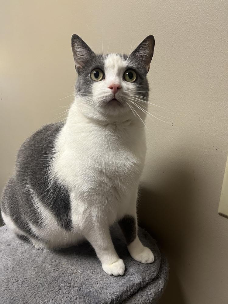 Enlarge STERLING, a Adoptable Domestic Short Hair in Burlington, NC image 4/4